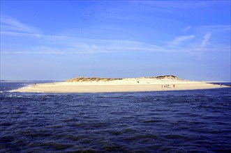 Grey seals on a sandbank, Sylt, North Frisia, View of a sandbank with few people under a wide blue