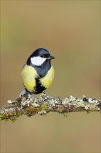 Great tit (Parus major) sitting on a branch overgrown with lichen and moss, Wilnsdorf, North