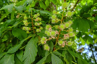 A cluster of small, still immature chestnuts, whose external shape resembles that of coronaviruses,