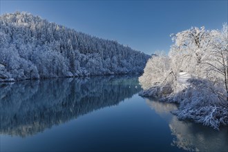 Winter forest reflected in the Lech, Fuessen, Ostallgaeu, Swabia, Bavaria, Germany, Fuessen,