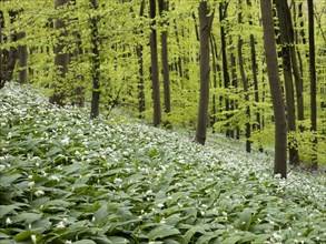 Ramson (Allium ursinum) in spring in the beech forest, Teutoburg Forest, North Rhine-Westphalia,