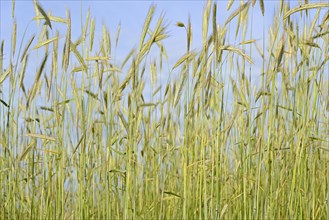 Cereal field, unripe winter rye (Secale cereale), blue sky, North Rhine-Westphalia, Germany, Europe