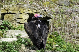 Horned vulture (Aegypius tracheliotus Syn. Torgos tracheliotus), captive, A horned vulture stands