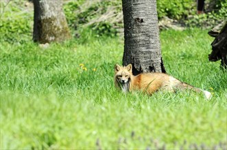 Red fox (Vulpes vulpes) Caotive, A fox lies relaxed in the green grass near a tree, zoo,