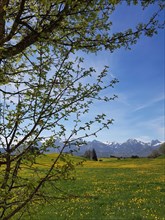 Common dandelion (Taraxacum) in bloom in front of the Allgaeu Alps near Fuessen, Ostallgaeu,