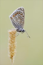 Common blue butterfly (Polyommatus icarus), North Rhine-Westphalia, Germany, Europe