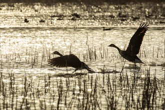 Canada geese (branta canadensis), pair taking off at sunrise, Lac Saint-Pierre biosphere reserve,