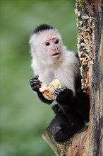 White-shouldered capuchin monkey or white-headed capuchin (Cebus capucinus), feeding, captive,