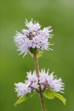 Water mint (Mentha aquatica), flower, North Rhine-Westphalia, Germany, Europe