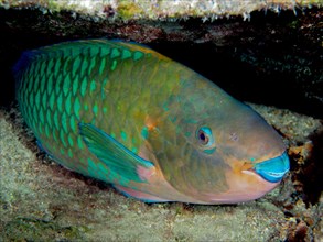 A stoplight parrotfish (Sparisoma viride) rests on the wreck of the Benwood at night. Dive site