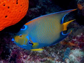 Queen angelfish (Holacanthus ciliaris), dive site John Pennekamp Coral Reef State Park, Key Largo,