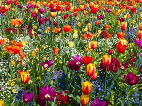 Riot of colour, tulip field (Tulip) with forget-me-not (Myosotis alpestris)