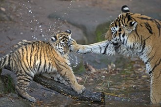 Cub splashing water while playing with another tiger, Siberian tiger, Amur tiger, (Phantera tigris
