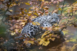 A snow leopard young hides between colourful autumn leaves, snow leopard, (Uncia uncia), young