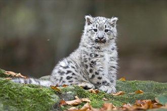 A young snow leopard sits on a rock and looks directly into the camera, Snow leopard, (Uncia