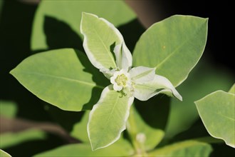 White-egded spurge (Euphorbia marginata), flower and leaves, native to North America, ornamental