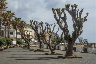 Pruned plane trees (Platanus) on the promenade in Alghero, Sassari province, Sardinia, Italy,