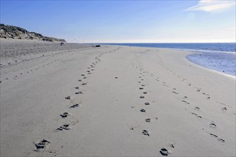 Sylt, Schleswig-Holstein, Long sandy beach with a trail of footprints and blue sky, Sylt, North