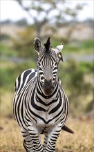 Plains zebra (Equus quagga) with several yellow-billed oxpecker (Buphagus africanus), African
