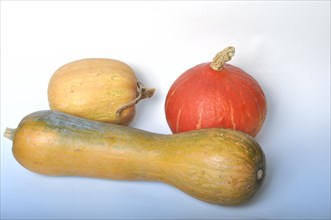 Squash on a white background