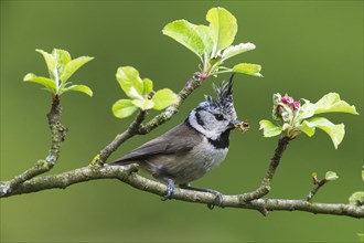 Crested Tit (Lophophanes cristatus), sitting with food in a fruit branch, North Rhine-Westphalia,