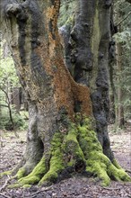 Bleeding oak crust (Stereum gausapatum), mass infestation on a copper beech (Fagus sylvatica),