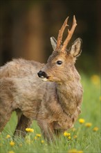 European roe deer (Capreolus capreolus) six-headed buck in winter coat secured in common dandelion