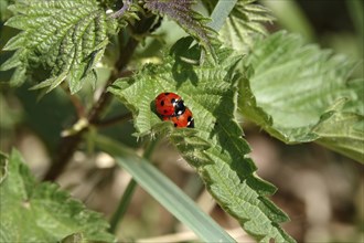 Ladybird, Spring, Germany, Europe