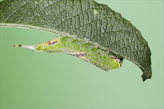 Sallow kitten moth (Furcula furcula), caterpillar feeding on a leaf, North Rhine-Westphalia,