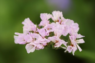Wavyleaf sea lavender (Limonium sinuatum), flowers, ornamental plant, North Rhine-Westphalia,
