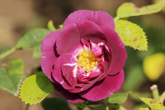 Garden rose or rose 'Rhapsody in Blue' (Rosa hybrida), flower, ornamental plant, North