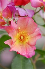 Garden rose or rose 'Pretty Sunrise' (Rosa hybrida), flower, ornamental plant, North