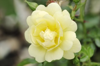 Garden rose or rose 'Sunny Rose' (Rosa hybrida), flower, ornamental plant, North Rhine-Westphalia,