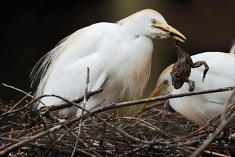 Cattle egret (Bubulcus ibis) with captured common toad (Bufo bufo) in its nest, France, Europe