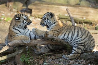Tiger cubs playing together on a lying tree trunk in the forest, Siberian tiger, Amur tiger,
