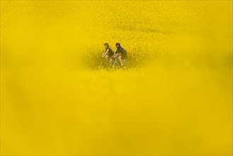 Two cyclists ride between two rape fields in the north-west of Frankfurt am Main, Frankfurt an