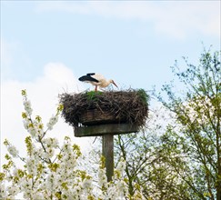 White stork (Ciconia ciconia) standing in the nest above blossoming branches of a cherry tree, wild
