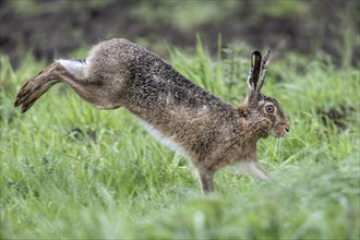European hare (Lepus europaeus), Emsland, Lower Saxony, Germany, Europe