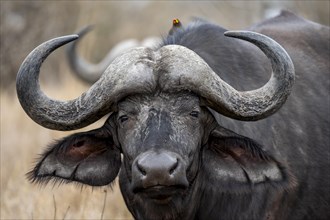 African buffalo (Syncerus caffer caffer), animal portrait, Kruger National Park, South Africa,