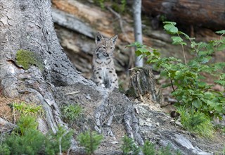 Eurasian lynx (Lynx lynx), young animal standing on a tree root and looking attentively, captive,