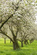 Orchard meadow, blossoming apple trees, Baden, Wuerttemberg, Germany, Europe