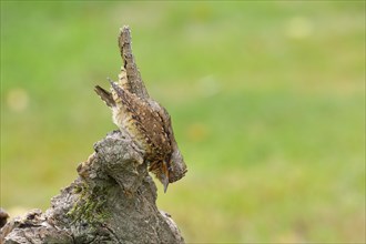 Eurasian wryneck (Jynx torquilla) family of woodpeckers, camouflage-coloured plumage, sits on an