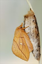 Drinker moth (Euthrix potatoria), freshly hatched butterfly on the cocoon, North Rhine-Westphalia,
