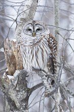 Barred owl (Strix varia) perched on a dead tree and watching, Forest of Yamachiche, province of