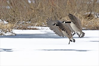 Canada geese (branta canadensis), pair landing on a frozen marsh, Lac Saint-Pierre biosphere