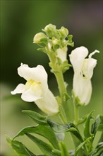 Large snapdragon or garden common snapdragon (Antirrhinum majus), flowers, ornamental plant, North