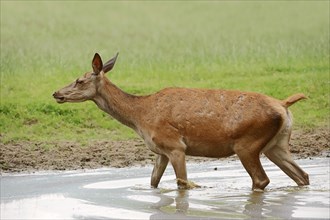 Red deer (Cervus elaphus), doe in water, North Rhine-Westphalia, Germany, Europe