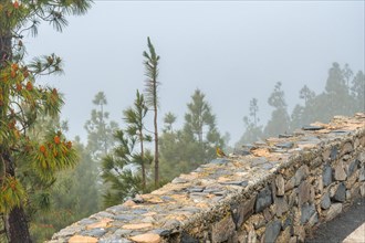 A yellow canary bird in the fog on the very cloudy Pico de las Nieves in Gran Canaria, Canary