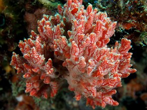 Red crust sponge (Monanchora unguifera), dive site Nursery, Pompano Beach, Florida, USA, North