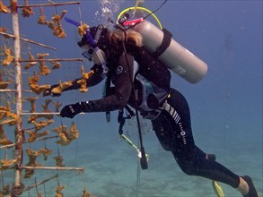 Coral farming. Diver cleans the frame on which young specimens of elkhorn coral (Acropora palmata)